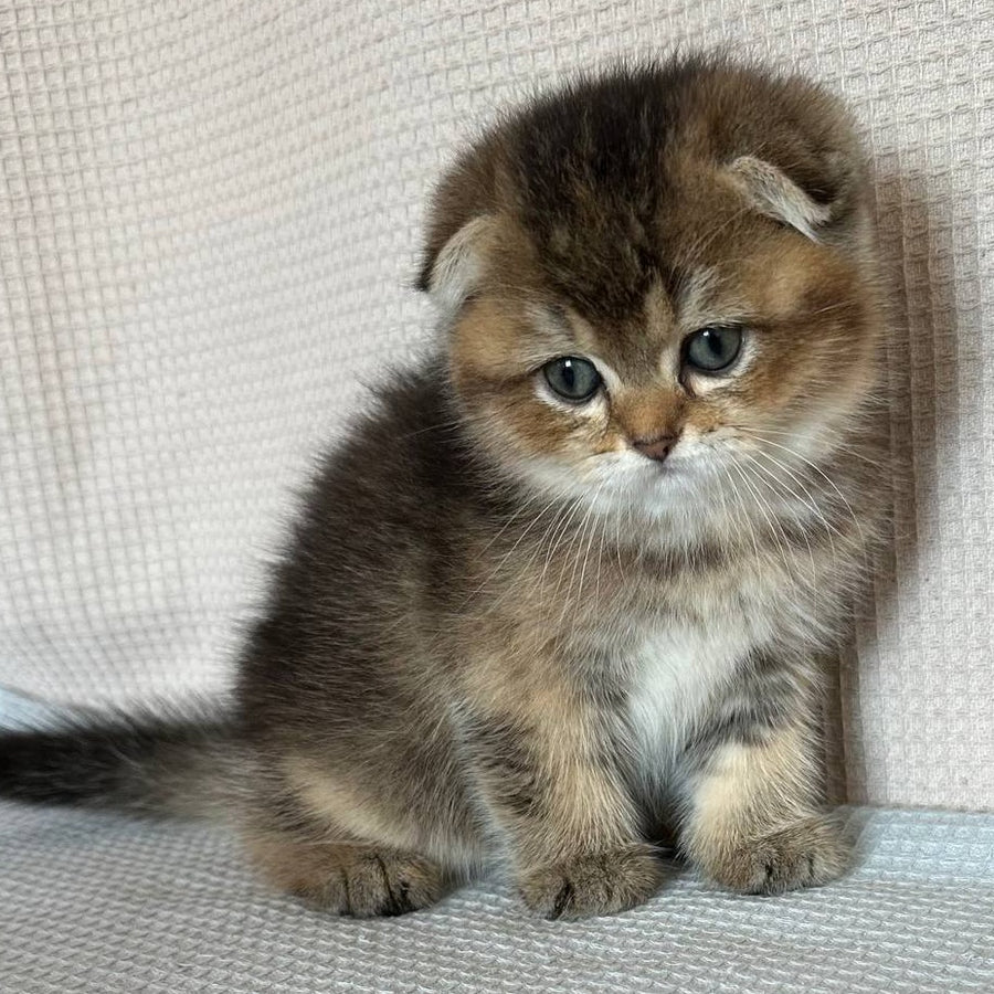 Olivia Scottish Fold female, black golden ticked tabby