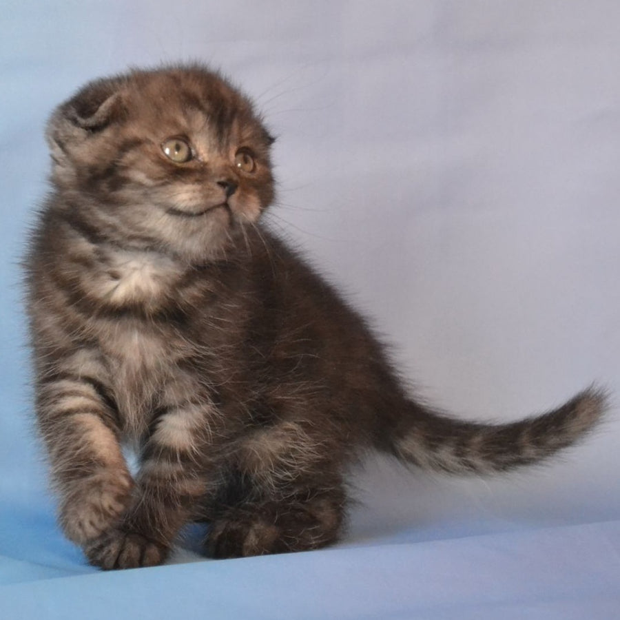 Romeo Scottish Fold male, black silver tabby