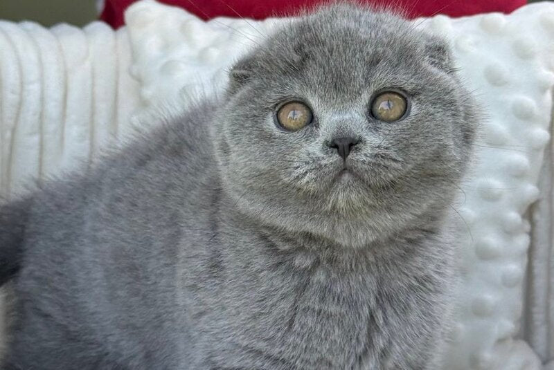 Toby Scottish Fold male, blue