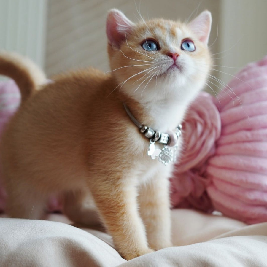 Violet British Shorthair female, chocolate tortie golden chinchilla with white