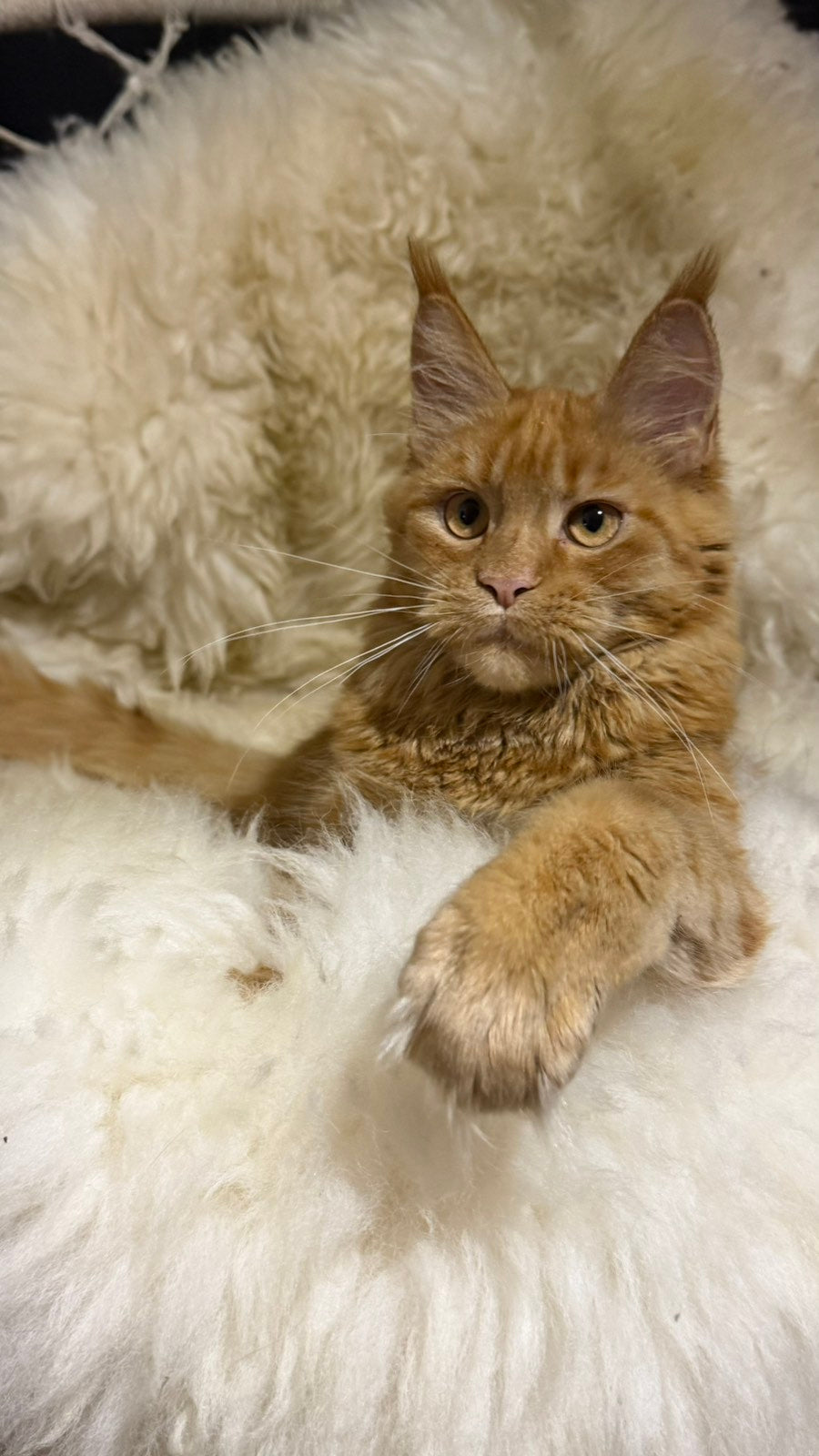 Foxy Maine Coon female, red