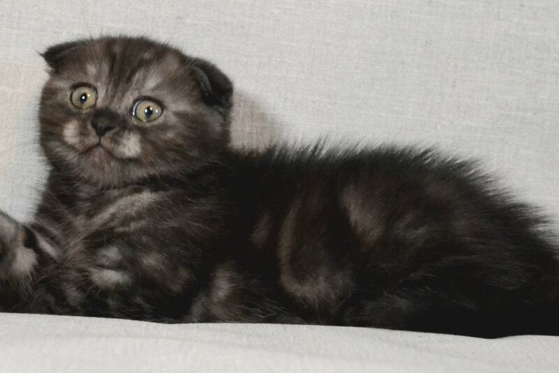 Simba Scottish Fold male, black silver