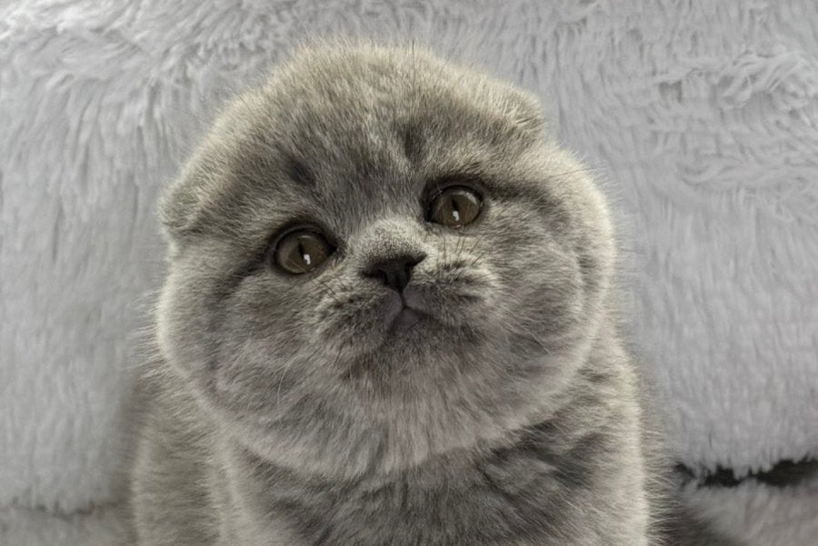Yara Scottish Fold female, blue