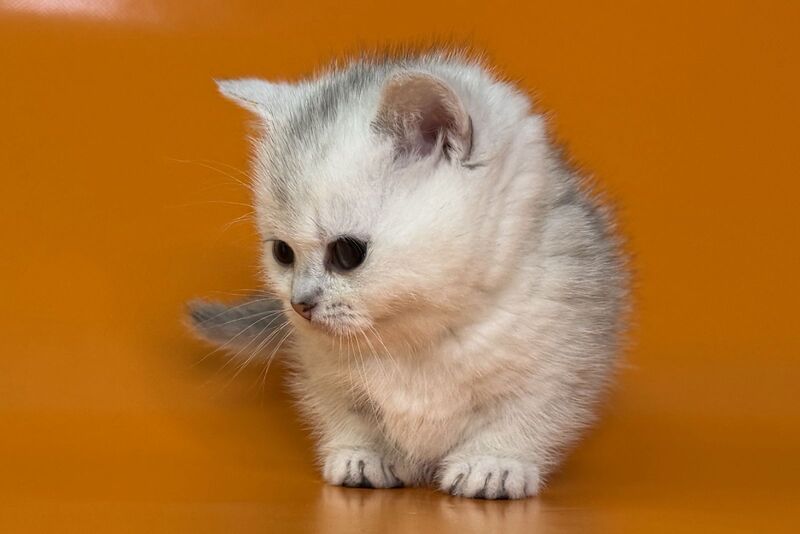 Zur Munchkin male black silver shaded - live animals