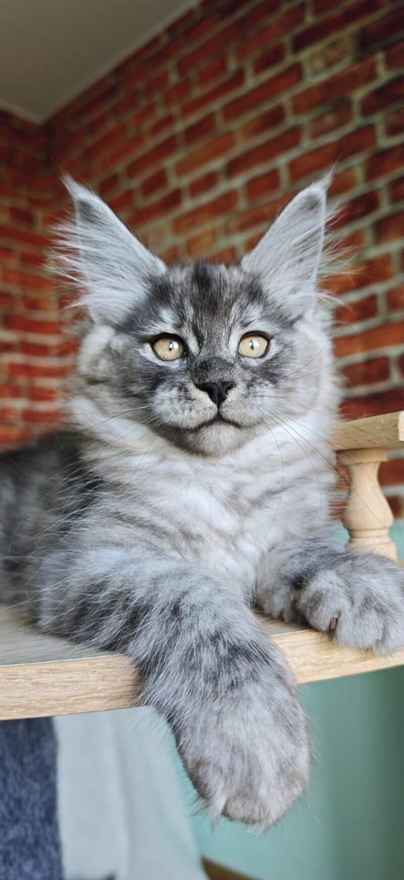 Freya Maine Coon female, black silver