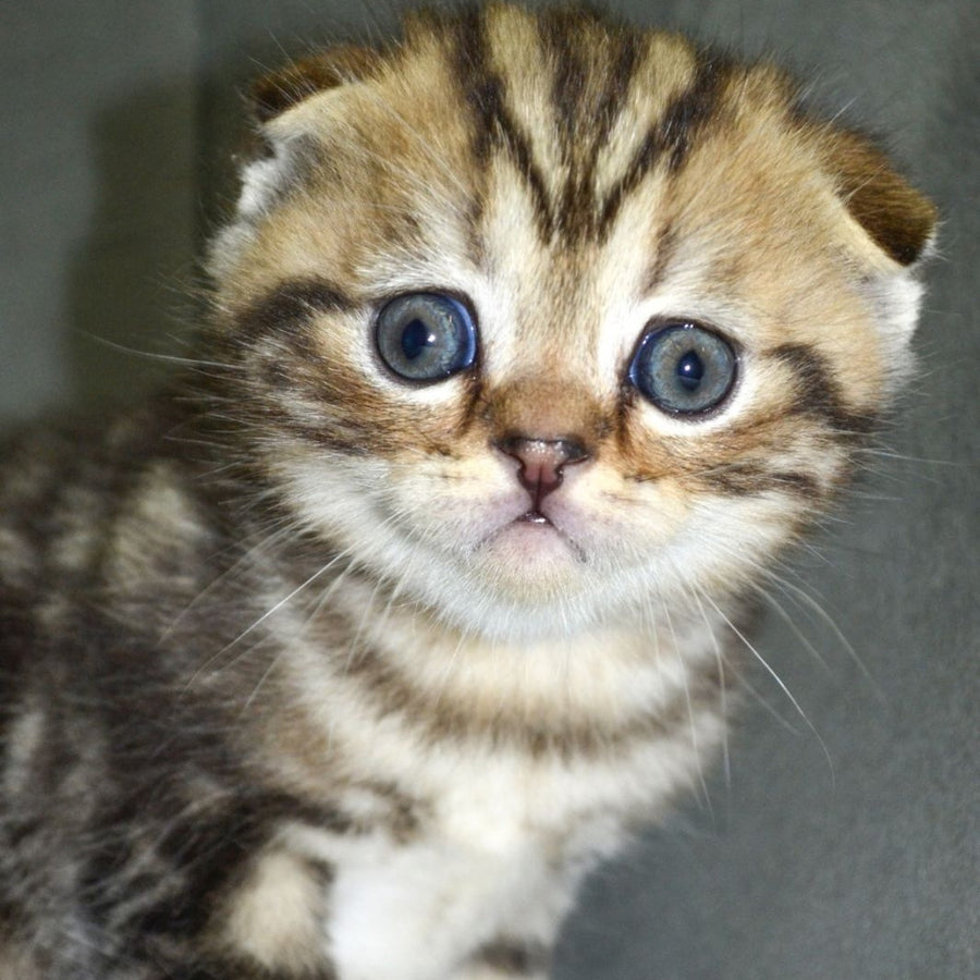 Anabel Scottish Fold male, black tabby