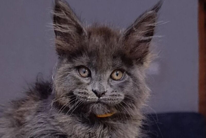 Prince Maine Coon male blue - live animals