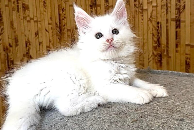 Ustin Maine Coon male, white