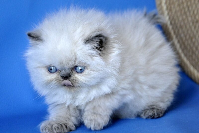 Coco Persian male, blue lynx pointed