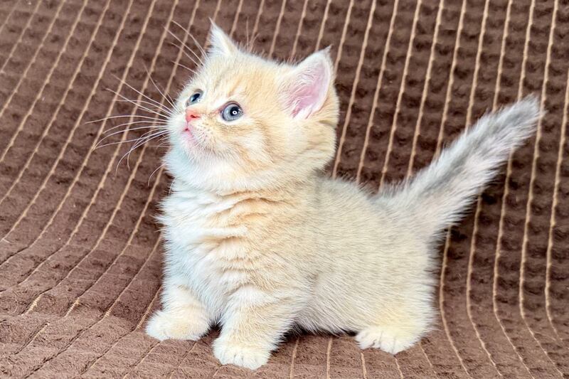 Marley Munchkin male, blue golden spotted tabby