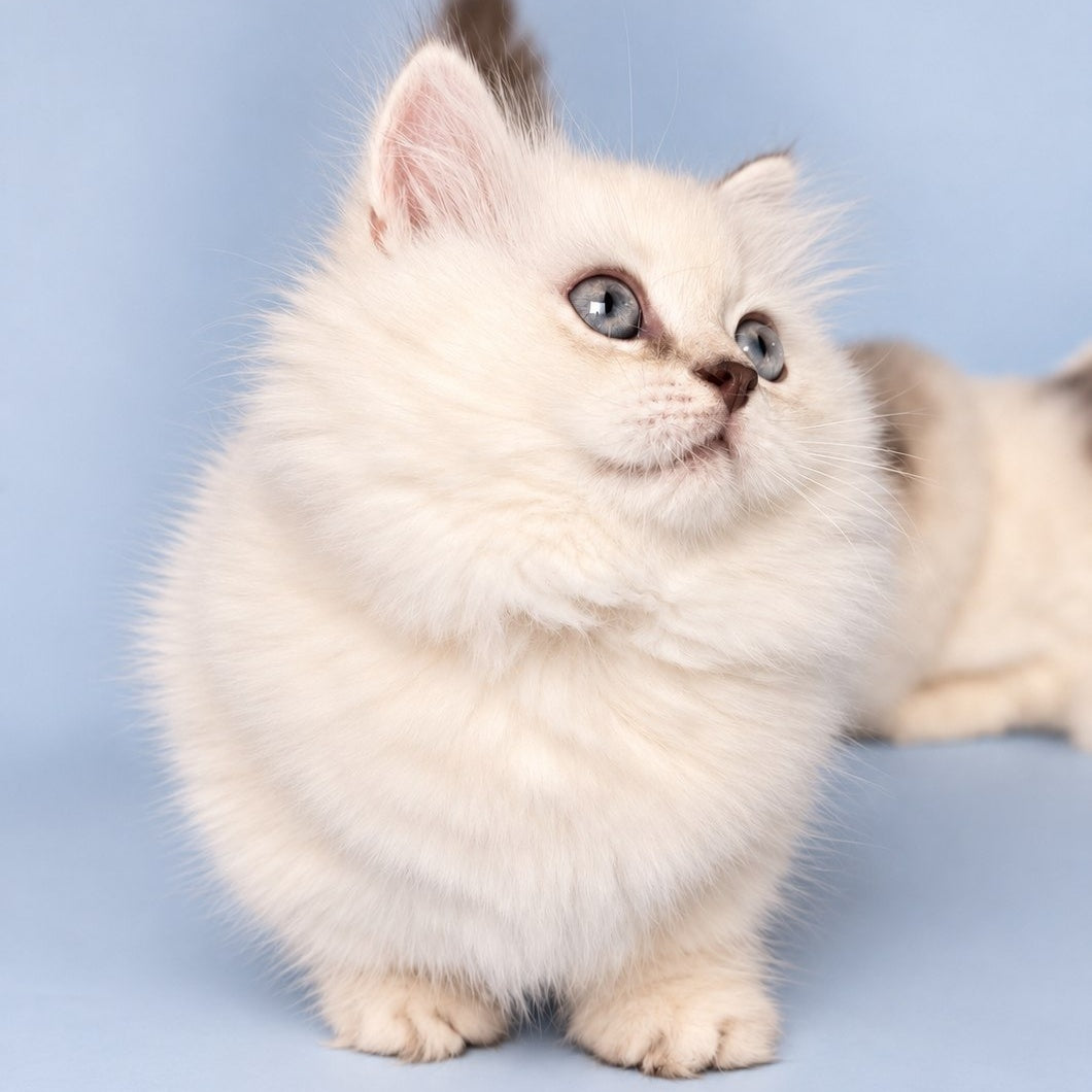 Diana Munchkin female, chocolate silver shaded pointed