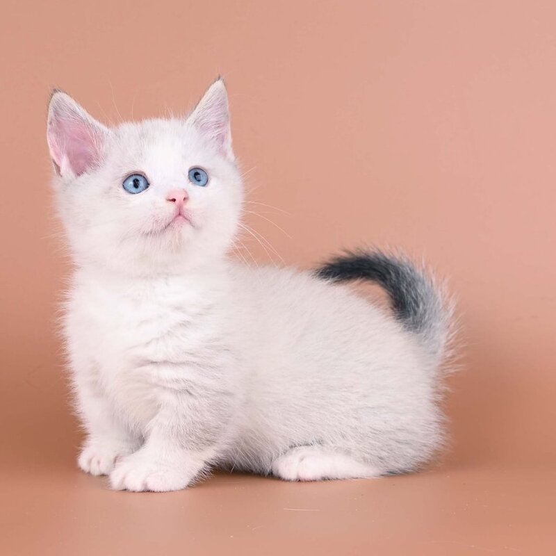 Hugo Munchkin male, blue pointed bicolour