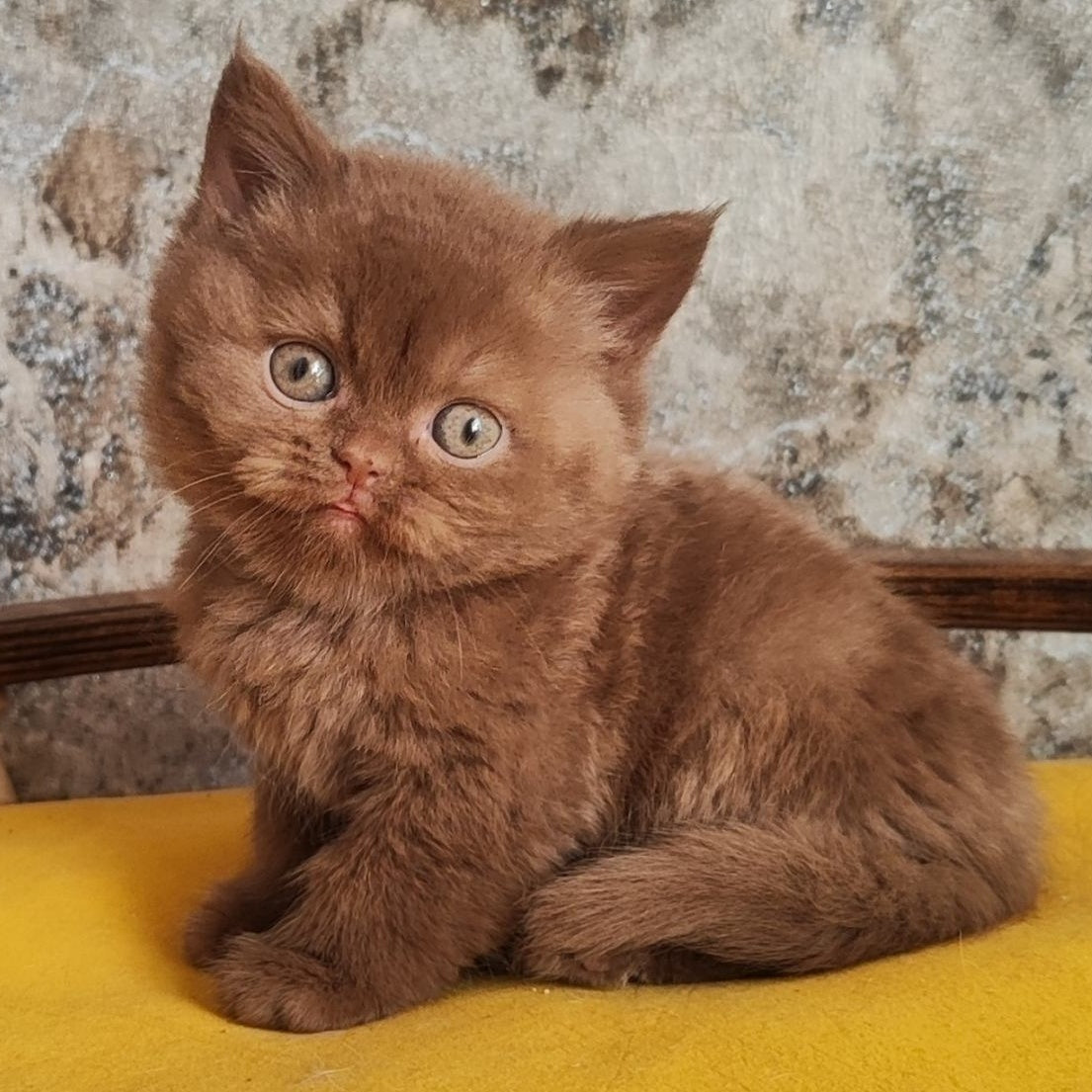 Barney British Shorthair male, cinnamon