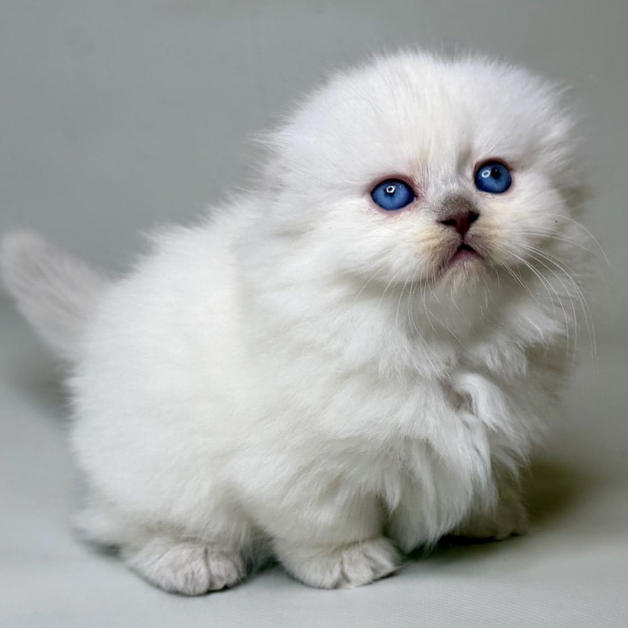 Stormy Munchkin female, blue shaded pointed
