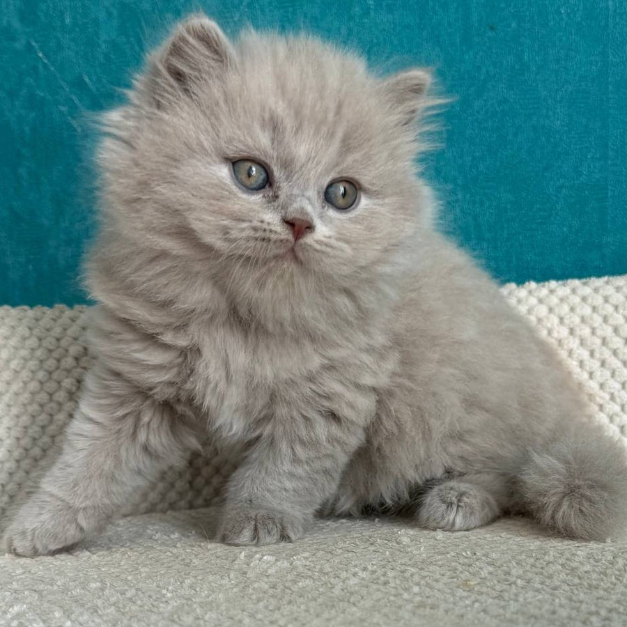 Bear British Longhair male, lilac
