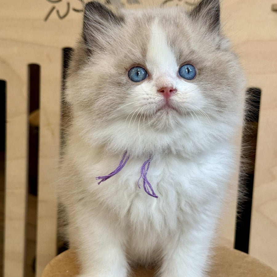 Moon Ragdoll male, black bicolour