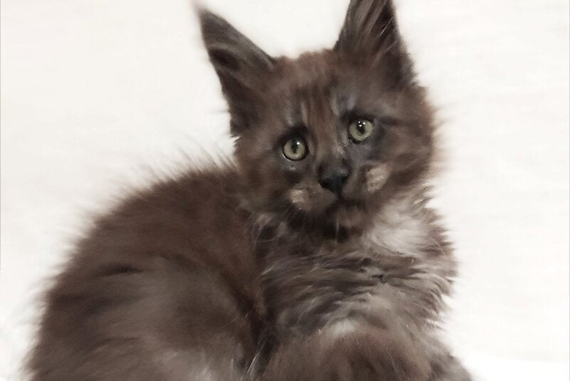 Dominik Maine Coon male, black silver