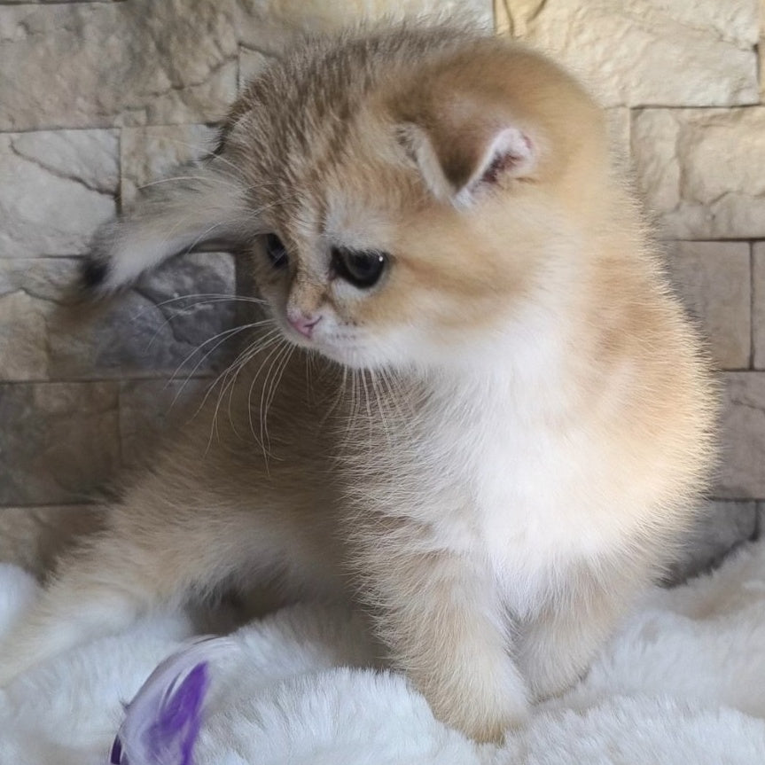 Morris Scottish Fold male, black golden shaded