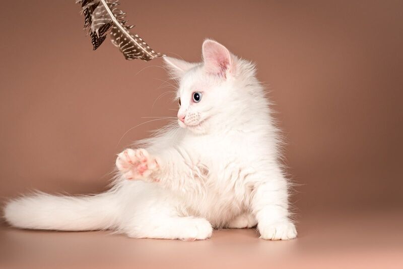 Amina Munchkin female, white