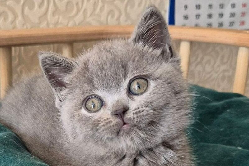 Kira Scottish Straight female blue - live animals