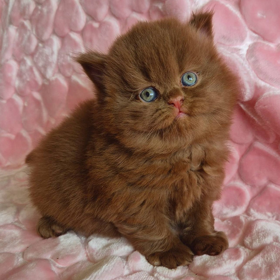 Gucci British Longhair male, cinnamon