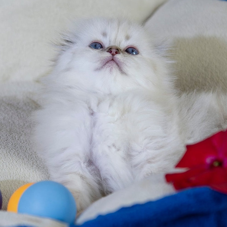 Cleopatra Scottish Fold female, black silver tabby pointed