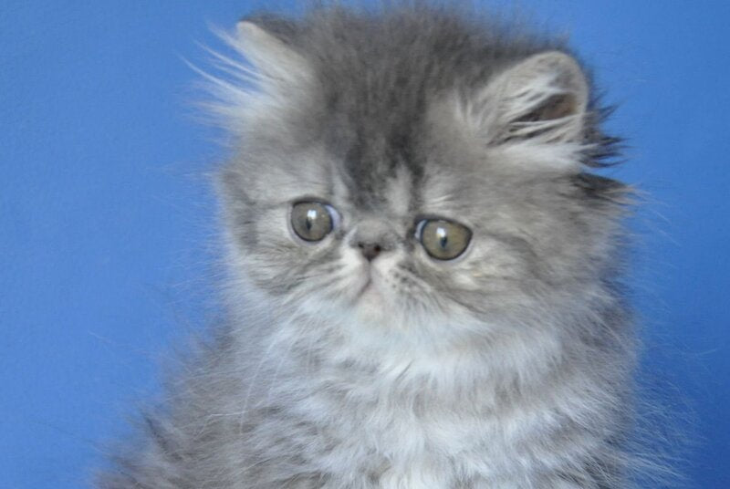 Sindi Persian female, blue tabby with white