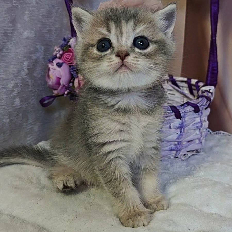 Ursula British Shorthair female, blue tortie ticked tabby