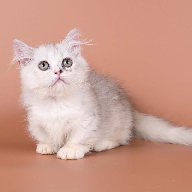 Gerda Munchkin female, black tortie silver shaded bicolour