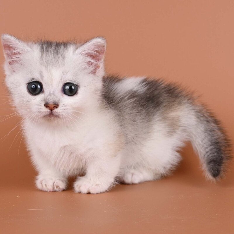 Iris Munchkin female, black silver ticked tabby bicolour