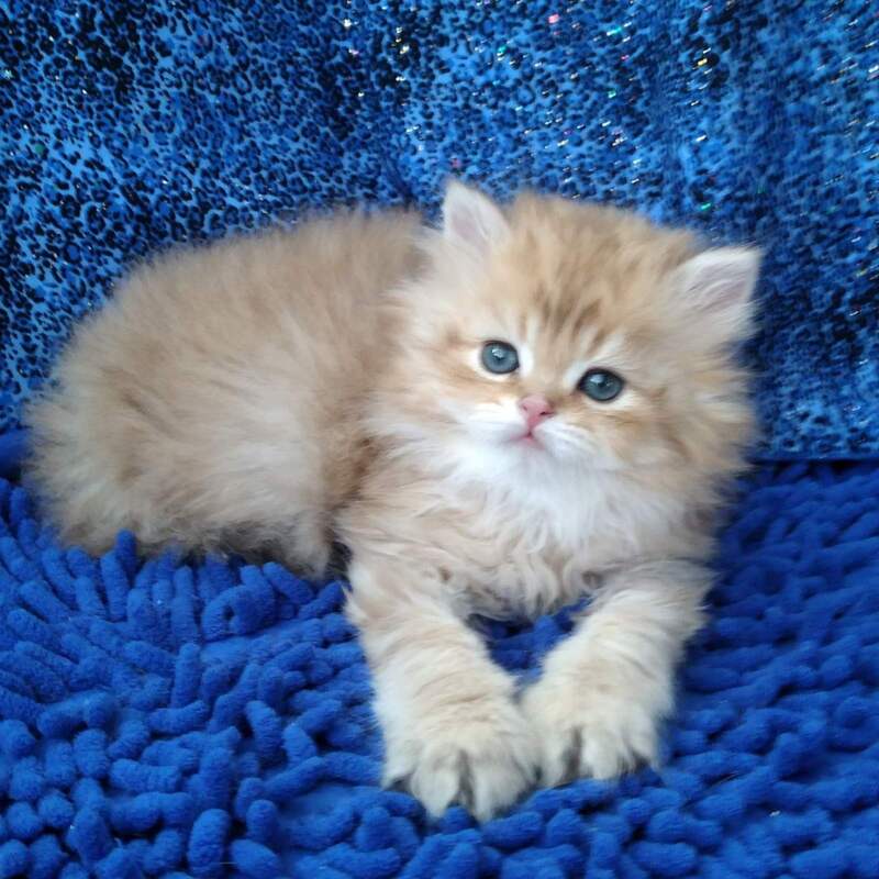 Rodger British Longhair male black golden shaded - live animals