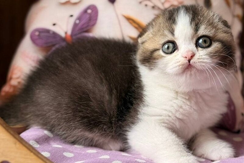 Fillip Scottish Fold male, black ticked tabby bicolour