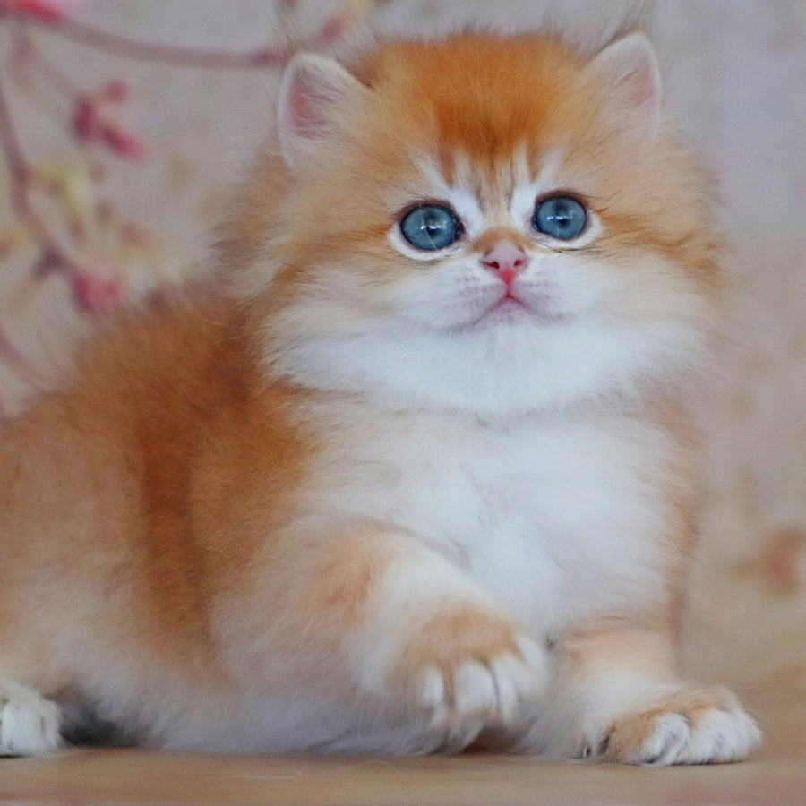Yasmin British Longhair female, black golden shaded