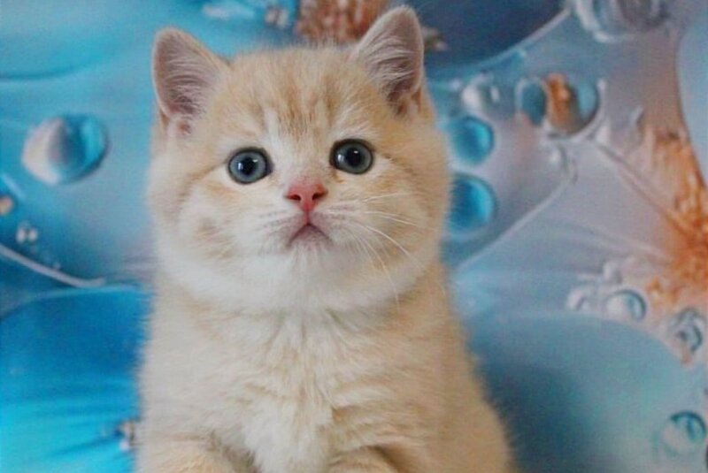 Gucci British Shorthair male, lilac golden shaded