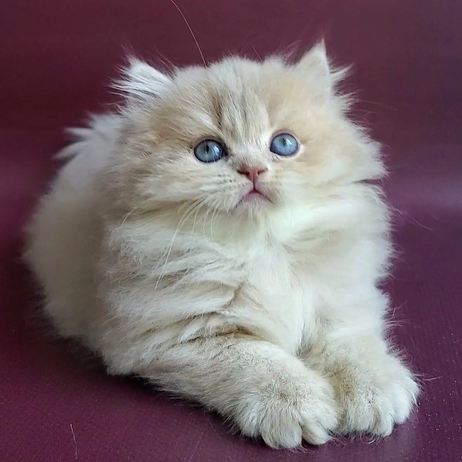Archi British Longhair male, lilac golden shaded