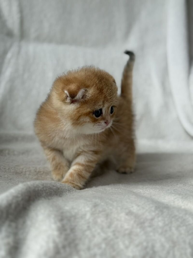 Sima Scottish Fold female black golden spotted tabby - live animals