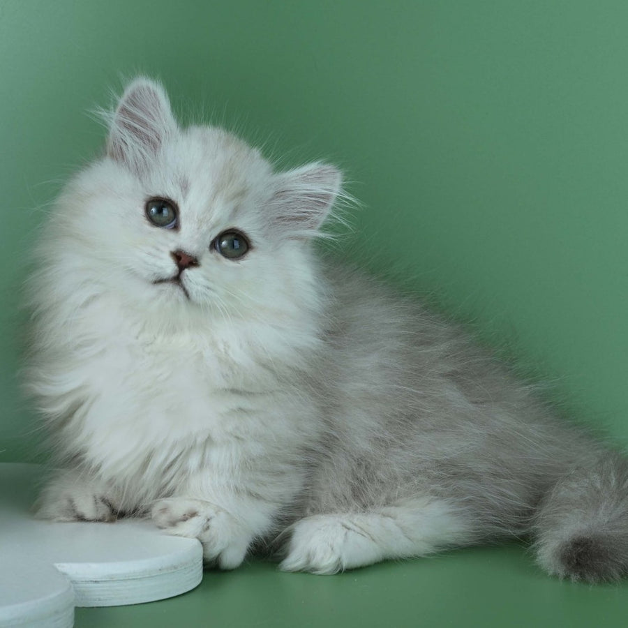 Jane Munchkin female, chocolate silver shaded
