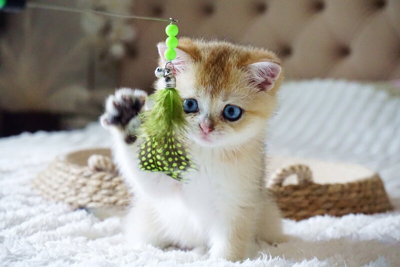 Gabi British Shorthair female, black golden shaded with white