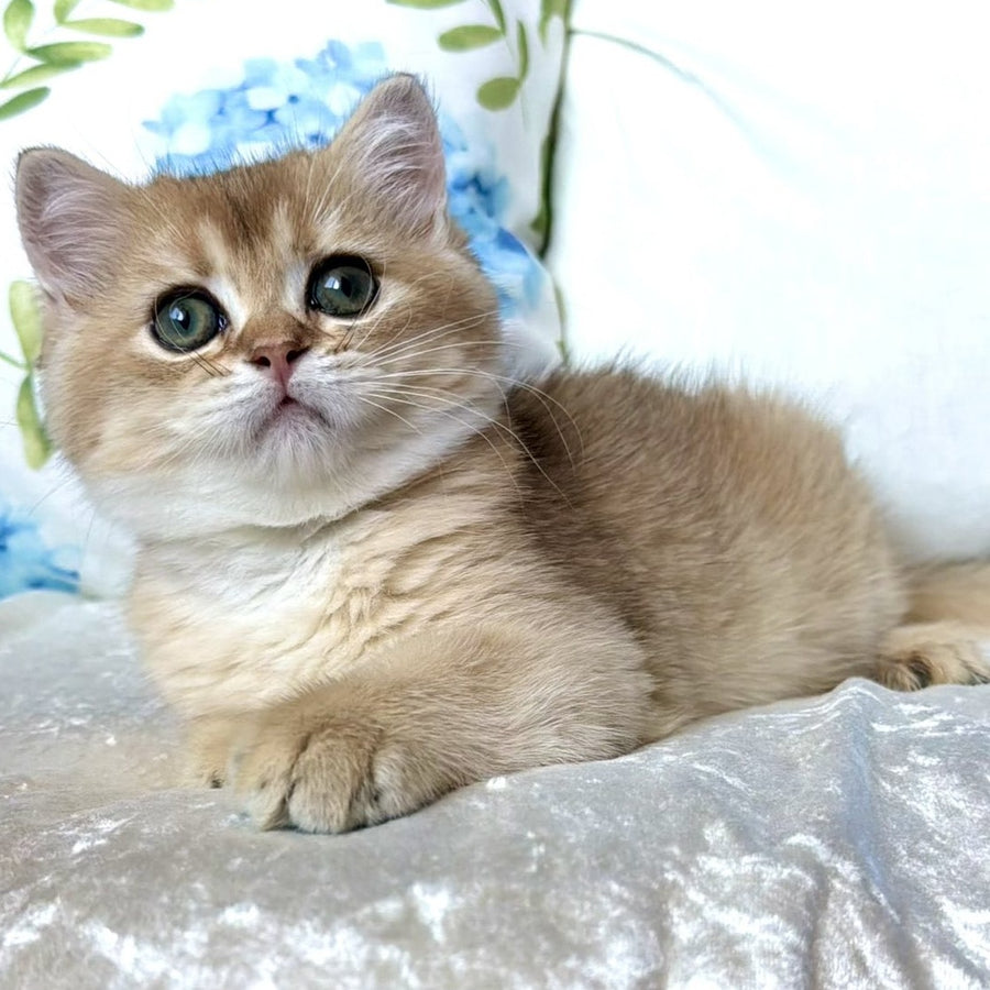 Crispy British Shorthair male, black golden shaded