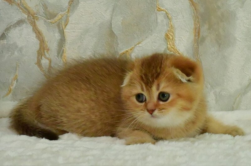 Josie Scottish Fold female, chocolate golden shaded