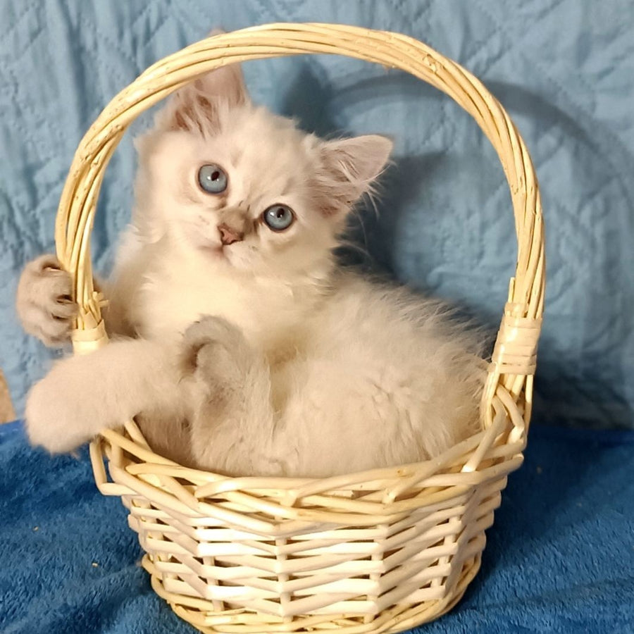 Dakota Siberian female, blue tabby pointed