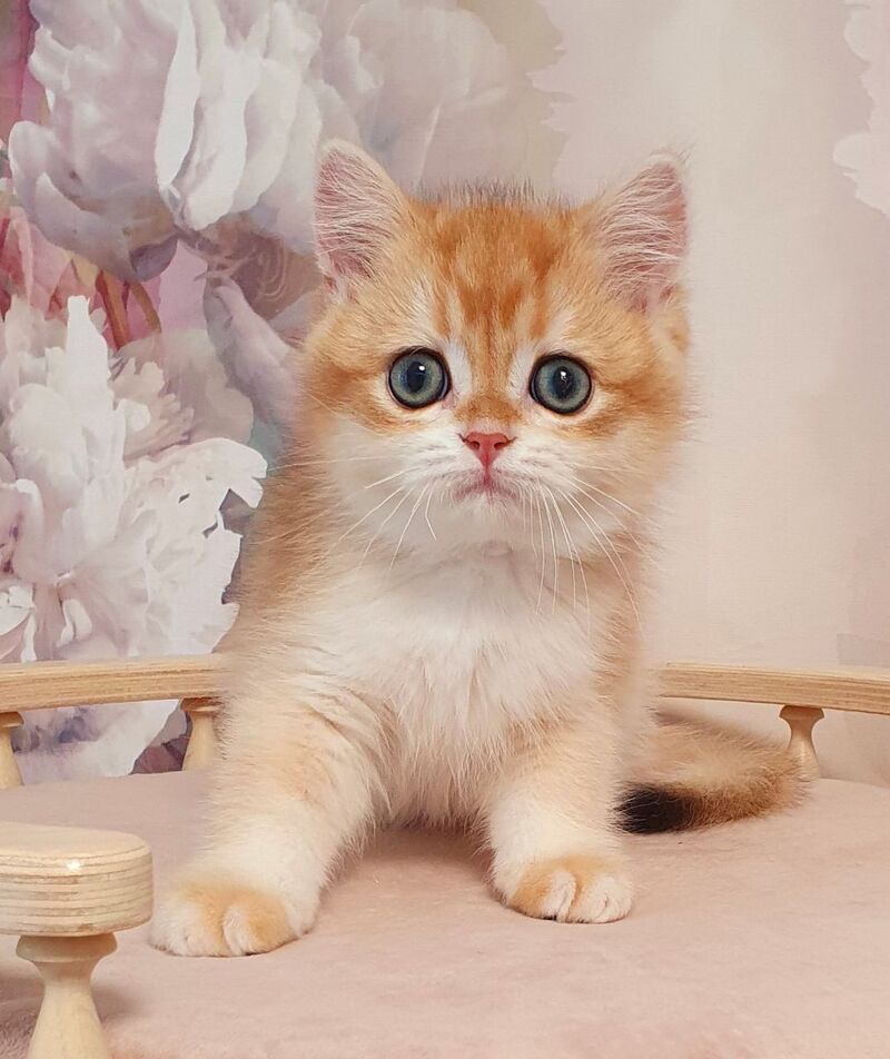 Villi British Shorthair male, black golden chinchilla