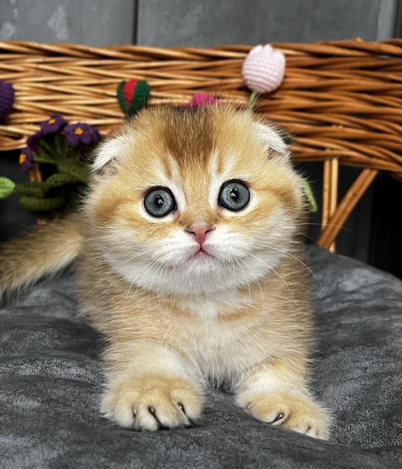 Icar Scottish Fold male black golden ticked tabby live animals