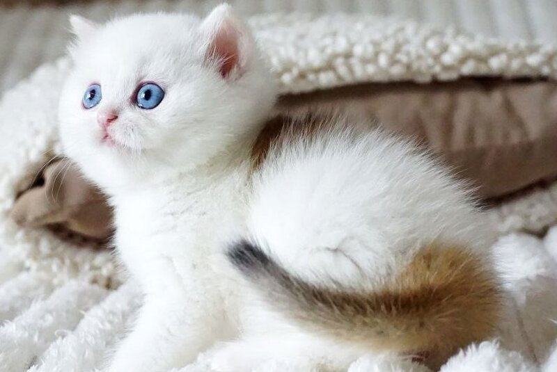 Indigo British Shorthair male, black golden shaded van