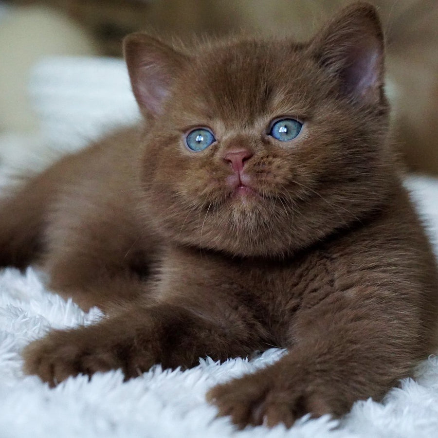 Miki British Shorthair male, cinnamon