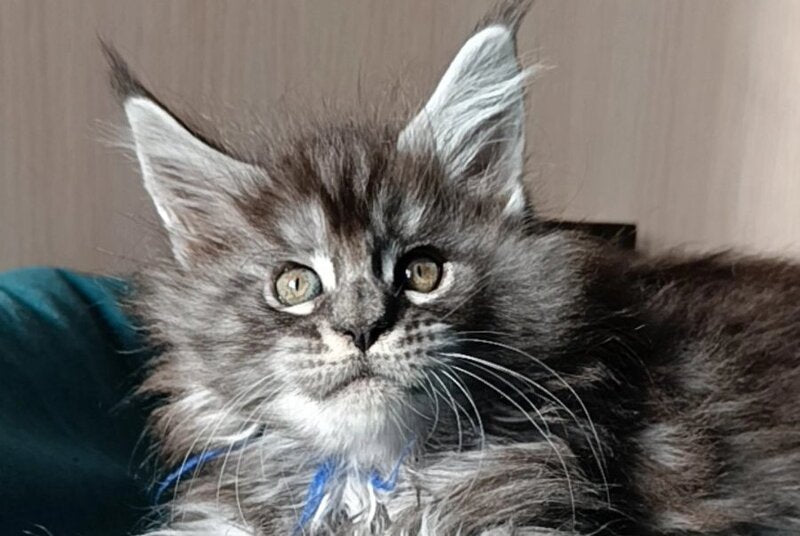 Nilson Maine Coon male black silver tabby live animals
