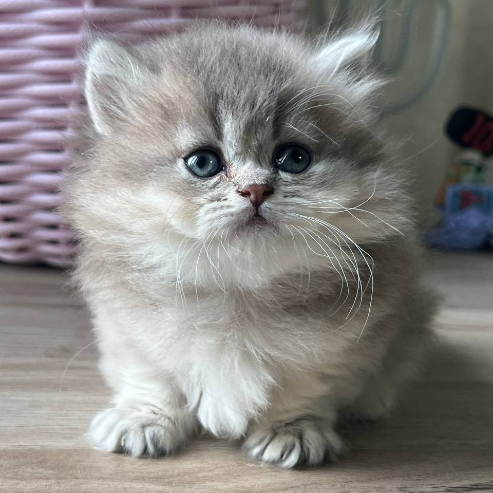 Patrisia Munchkin female, blue golden shaded