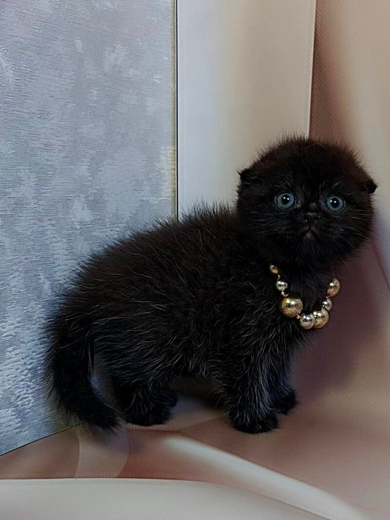 Maverick Scottish Fold male black - live animals
