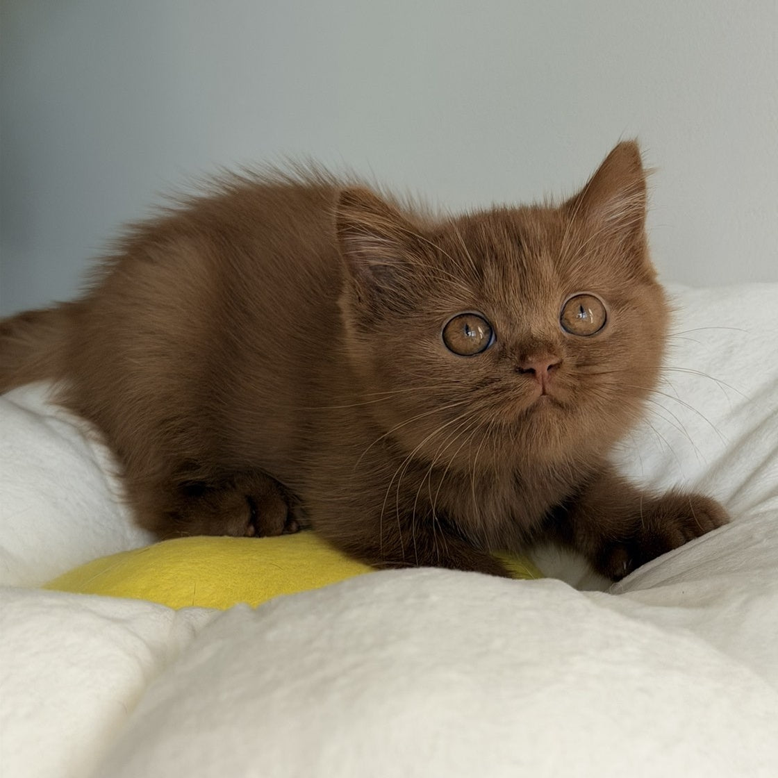 Samanta British Shorthair female, cinnamon