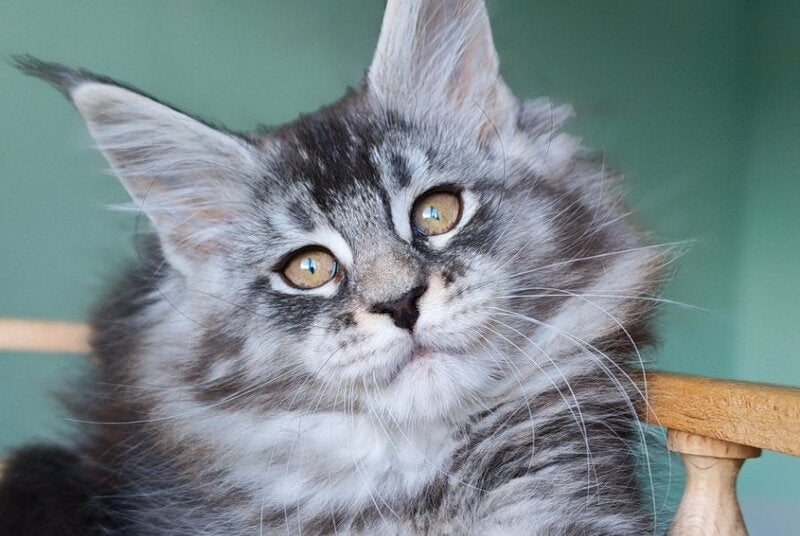 Floria Maine Coon female, black silver ticked tabby